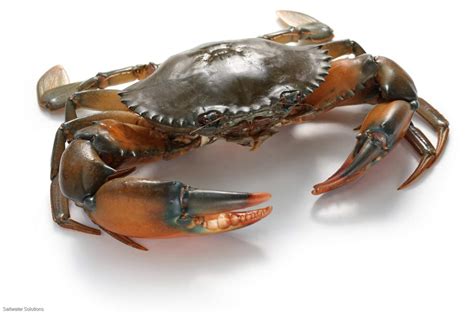 crab license for sale queensland.